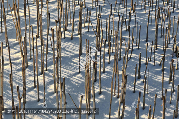哈姆在雪地的影子