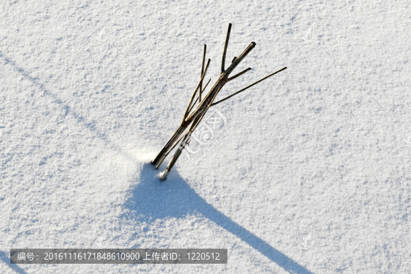 哈姆在雪地的影子
