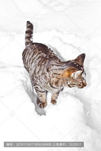 冬天在雪中散步的貓