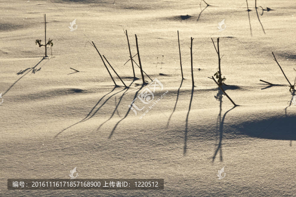 哈姆在雪地的影子