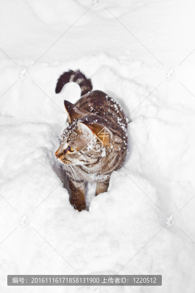 冬天在雪中散步的貓