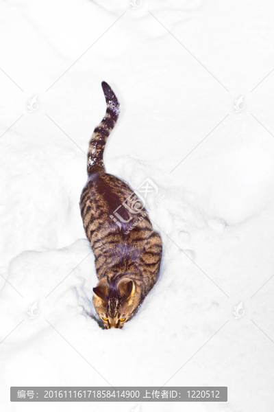 冬天在雪中散步的貓