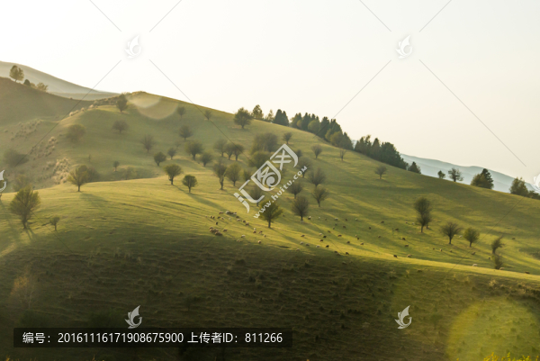 野果樹山坡