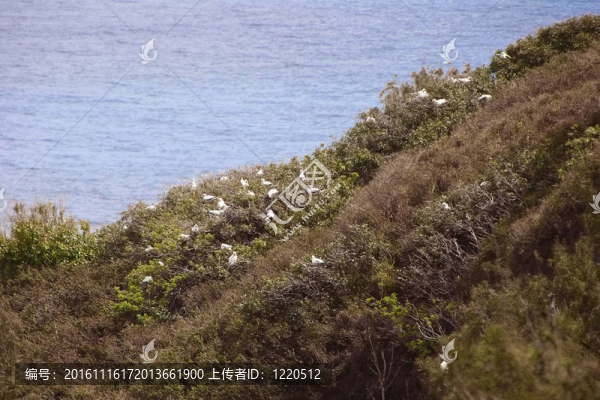 夏威夷海鳥