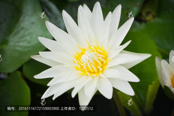 特寫白蓮花在湖