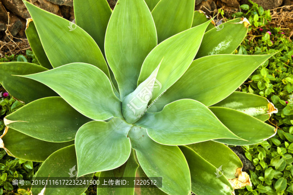 Aloe,Vera的植物