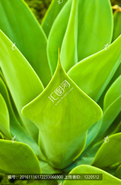 Aloe,Vera的植物