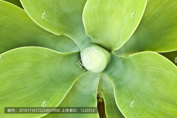 Aloe,Vera的植物