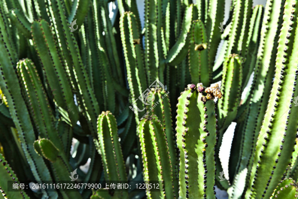 大型仙人掌的細(xì)節(jié)