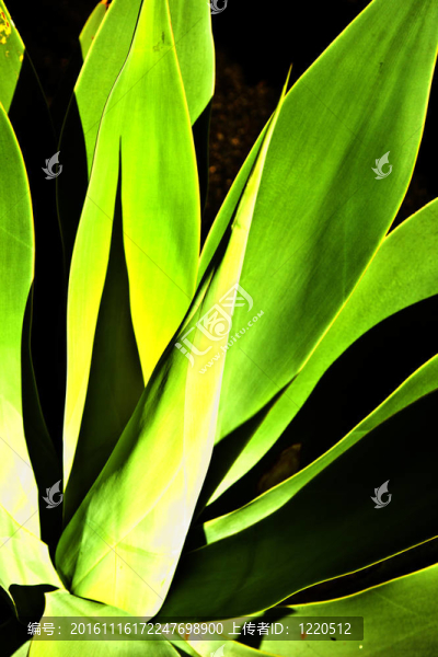 Aloe,Vera的植物