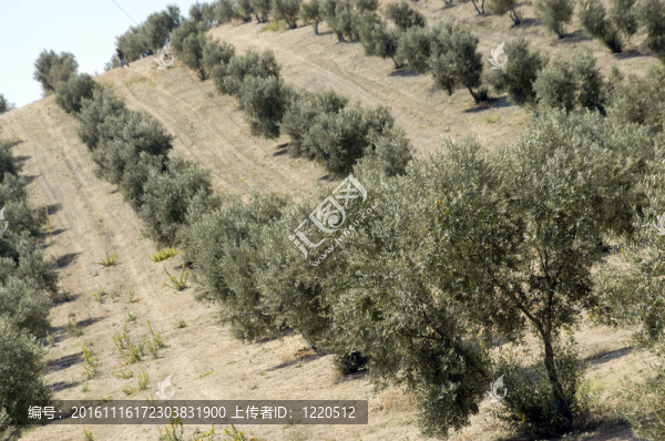 Olivas