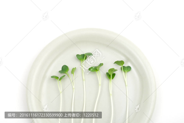 白蘿卜苗