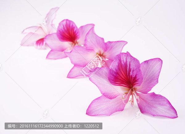 美麗的粉紅色的花