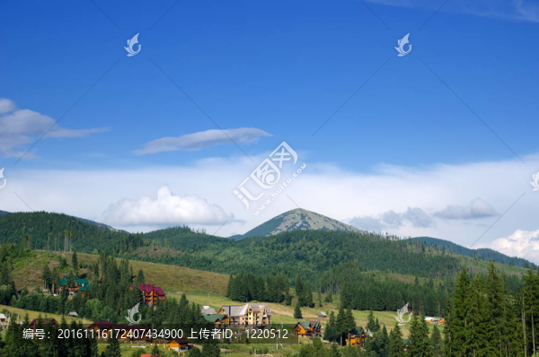 美麗的綠色景觀樹在喀爾巴阡山脈
