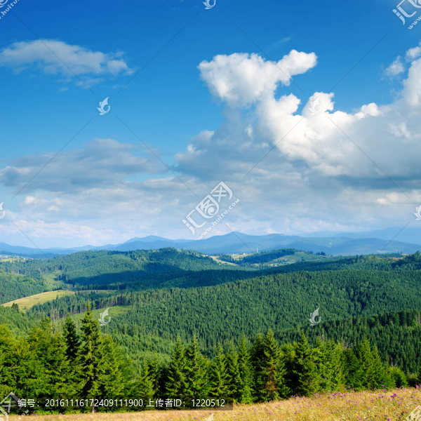 美麗的綠色景觀樹在喀爾巴阡山脈