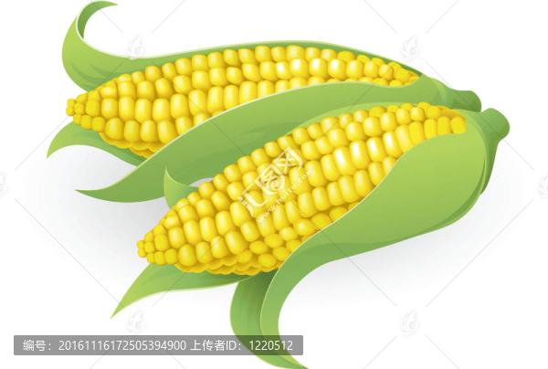 美味的甜玉米的插圖