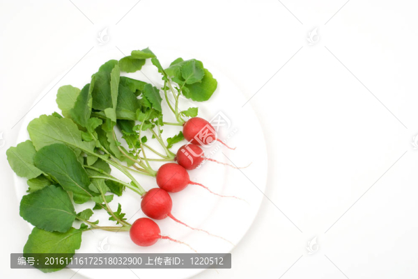 紅蘿卜芽