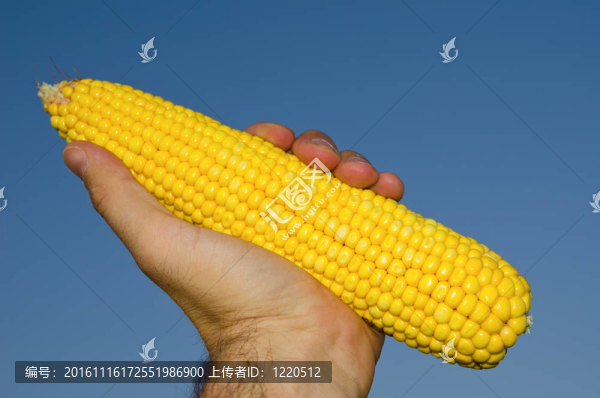 鮮金黃玉米