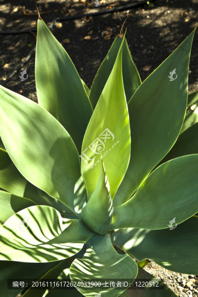 Aloe,Vera的植物