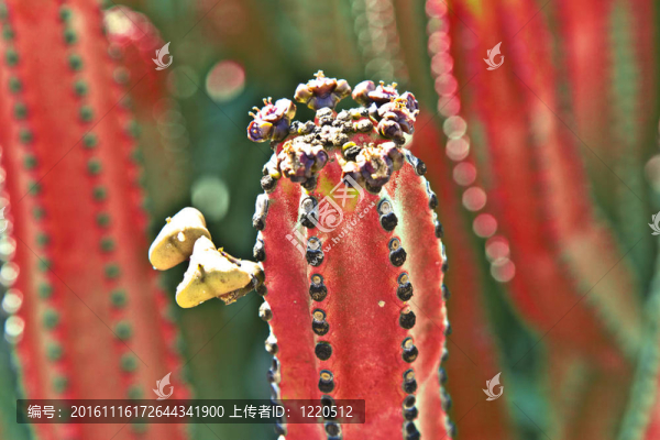 大型仙人掌的細節(jié)