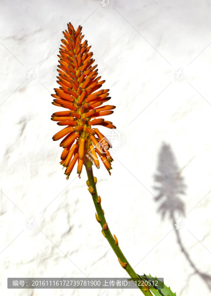美麗的Aloe,Vera,flower