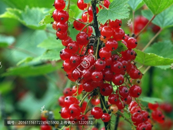紅醋栗