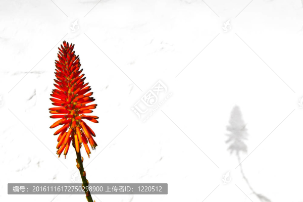 美麗的Aloe,Vera,flower