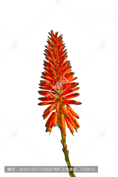 美麗的Aloe,Vera,flower