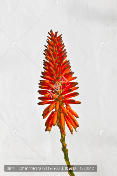 美麗的Aloe,Vera,flower