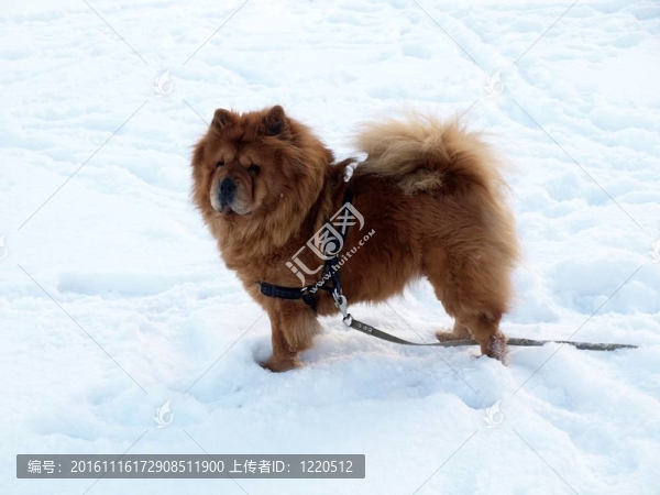 松獅犬