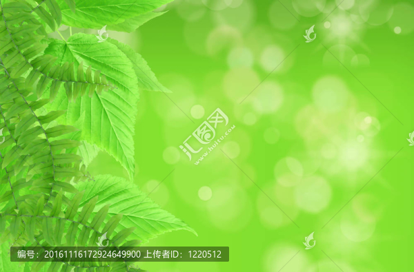 綠葉；淺焦點