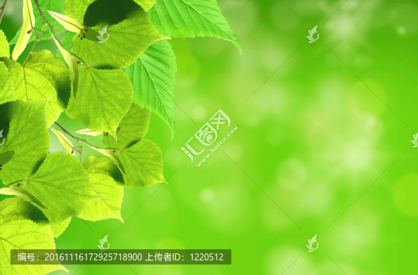 綠葉；淺焦點(diǎn)