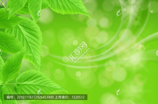 綠葉；淺焦點(diǎn)