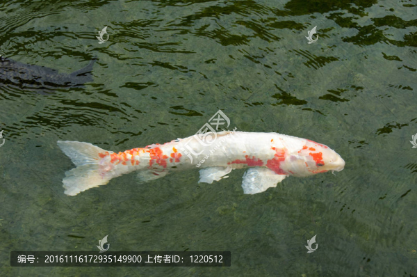 日本錦鯉在水中游泳