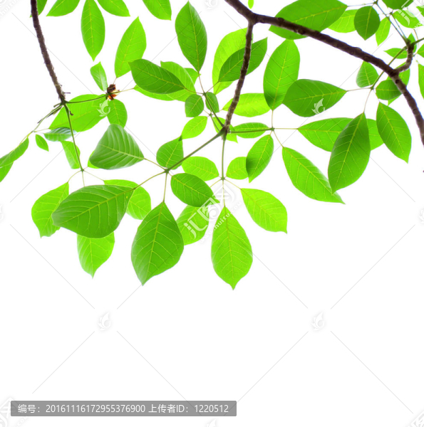 綠色的樹葉的樹枝。白色隔離