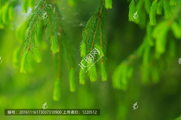 葉子