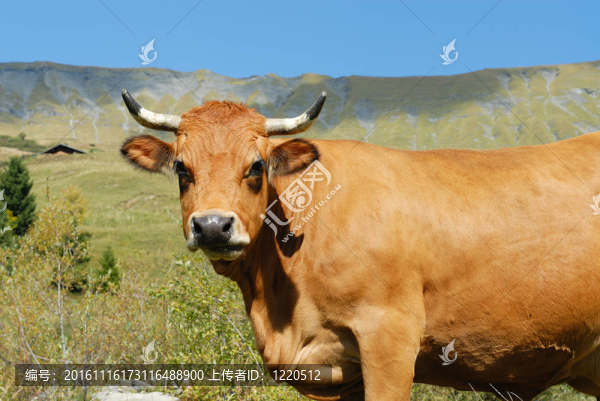 高山牛