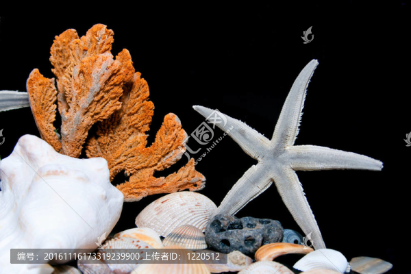 貝殼和海星的場景
