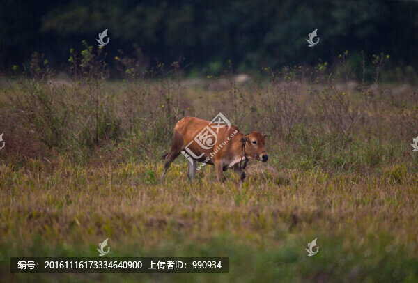 黃牛
