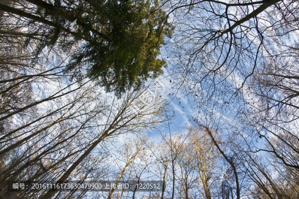 藍(lán)天與樹的王冠
