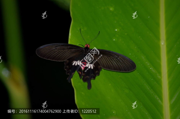 蝴蝶和葉子