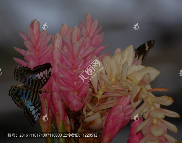 Pink的蝴蝶