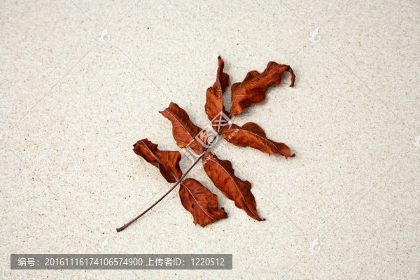 美麗的結構化葉片在海灘上安排的性質