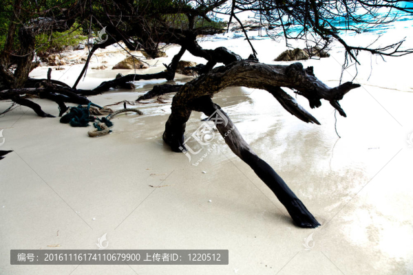美麗的木結(jié)構(gòu)根在海灘的諧波方式G