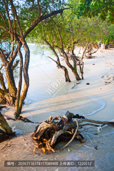 熱帶海灘上有樹的水