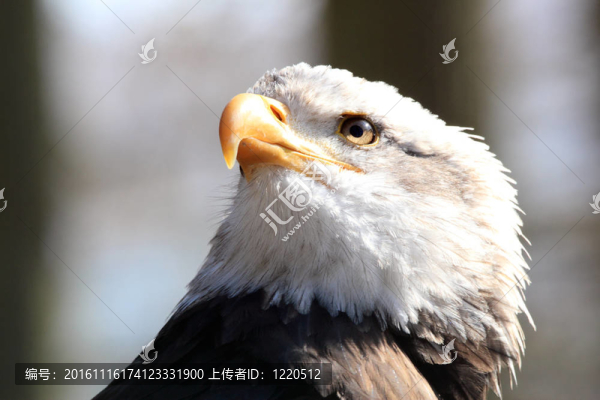 禿頭鷹