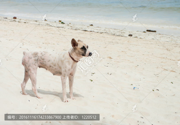 流浪狗