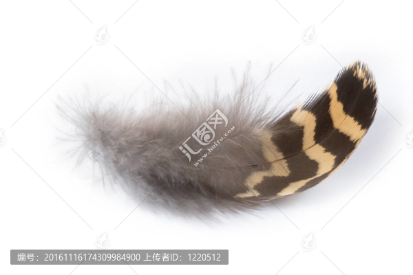 Perot,grouse（花尾umbellus）