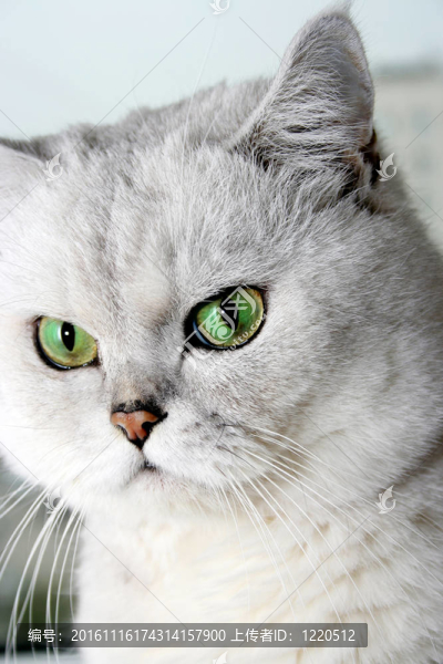 貓-匯圖網(wǎng) www.fosd68.com 貓