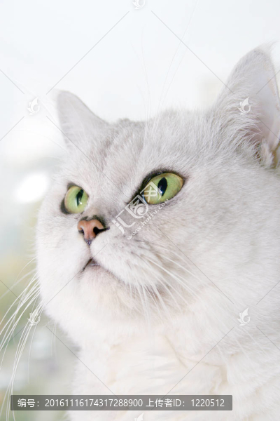 貓
